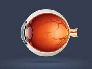 Vector image of an eyeball.