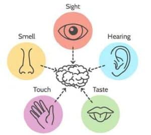 Image of the five different senses connecting to a brain.